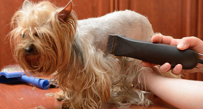 Você deveria tosar o seu cão no verão?