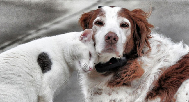 Por que alguns gatos e cães se amam, e outros se odeiam?