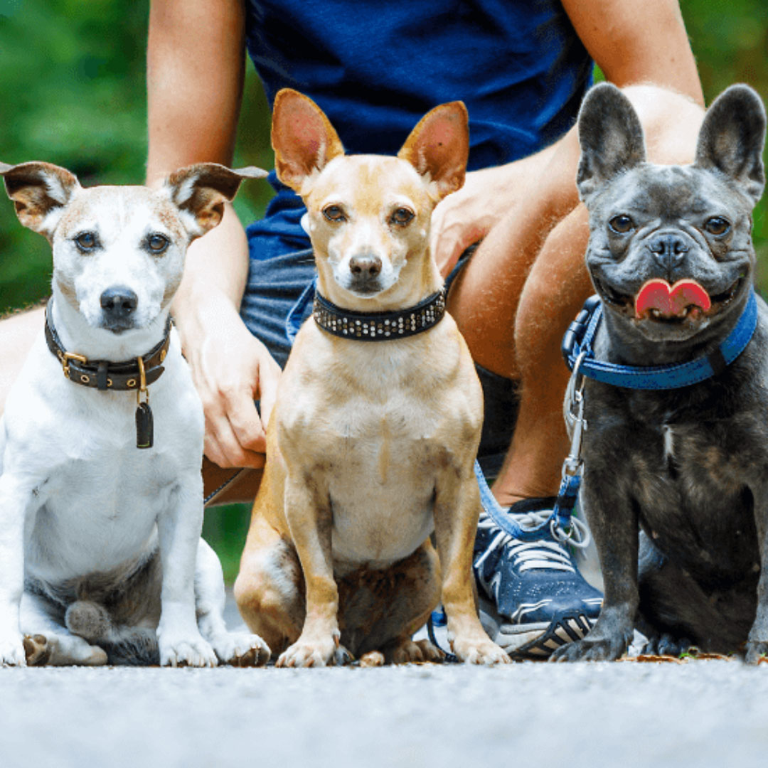 Comportamento Animal - Treinamento de Cães