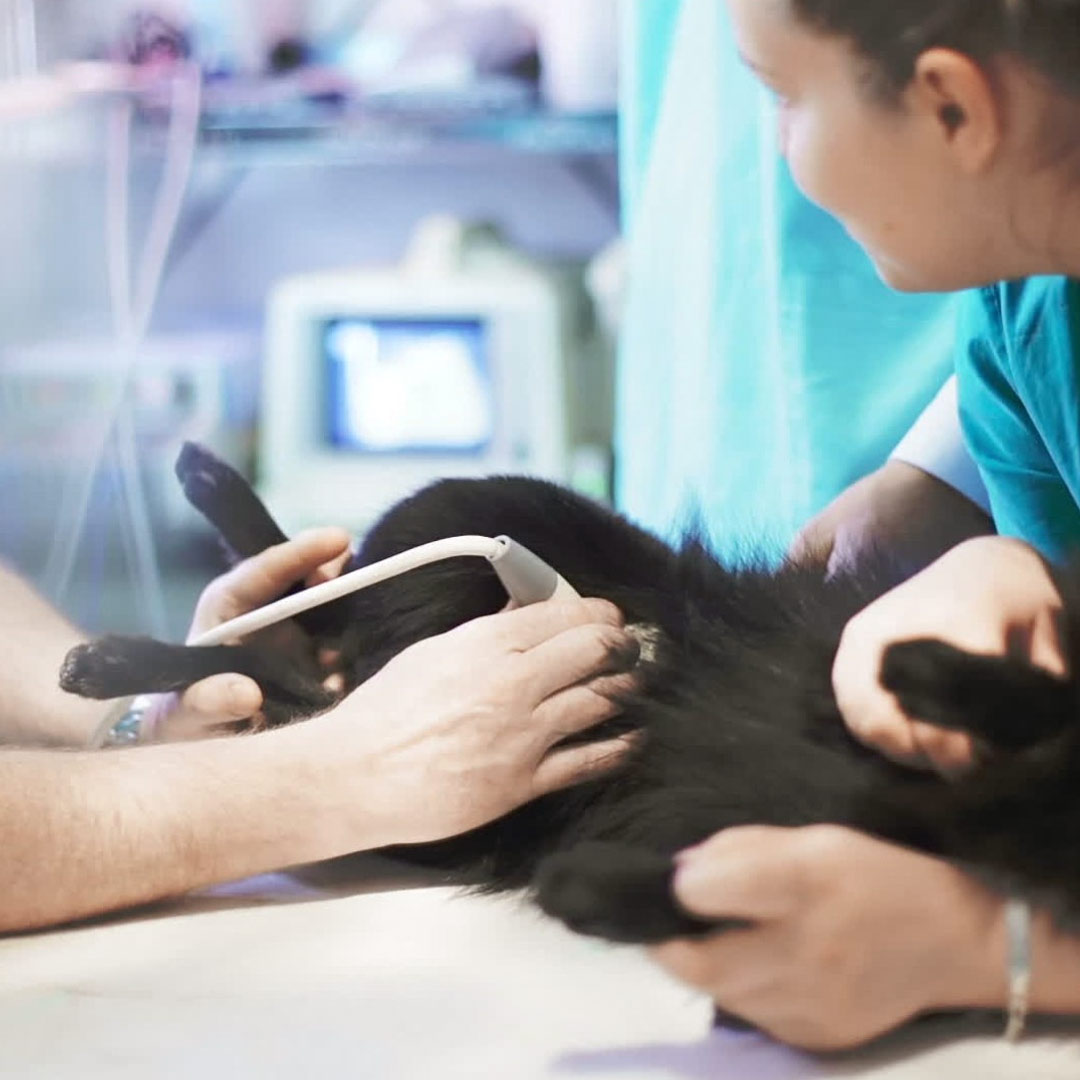 Auxiliar de Veterinário