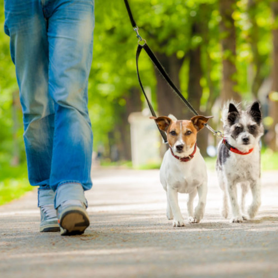 Curso Pet Sitter