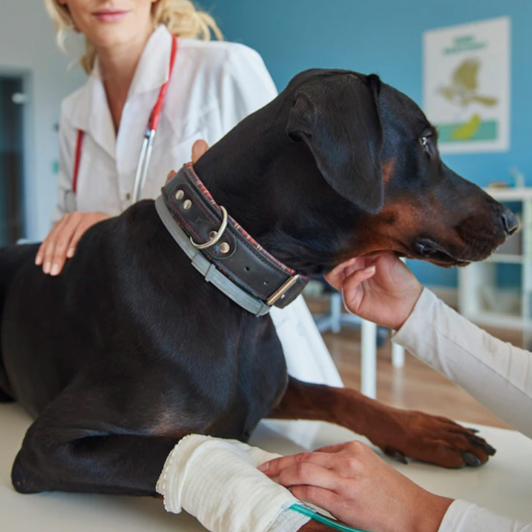 Curso Plano de Negócio para Clínica Veterinária e PET SHOP