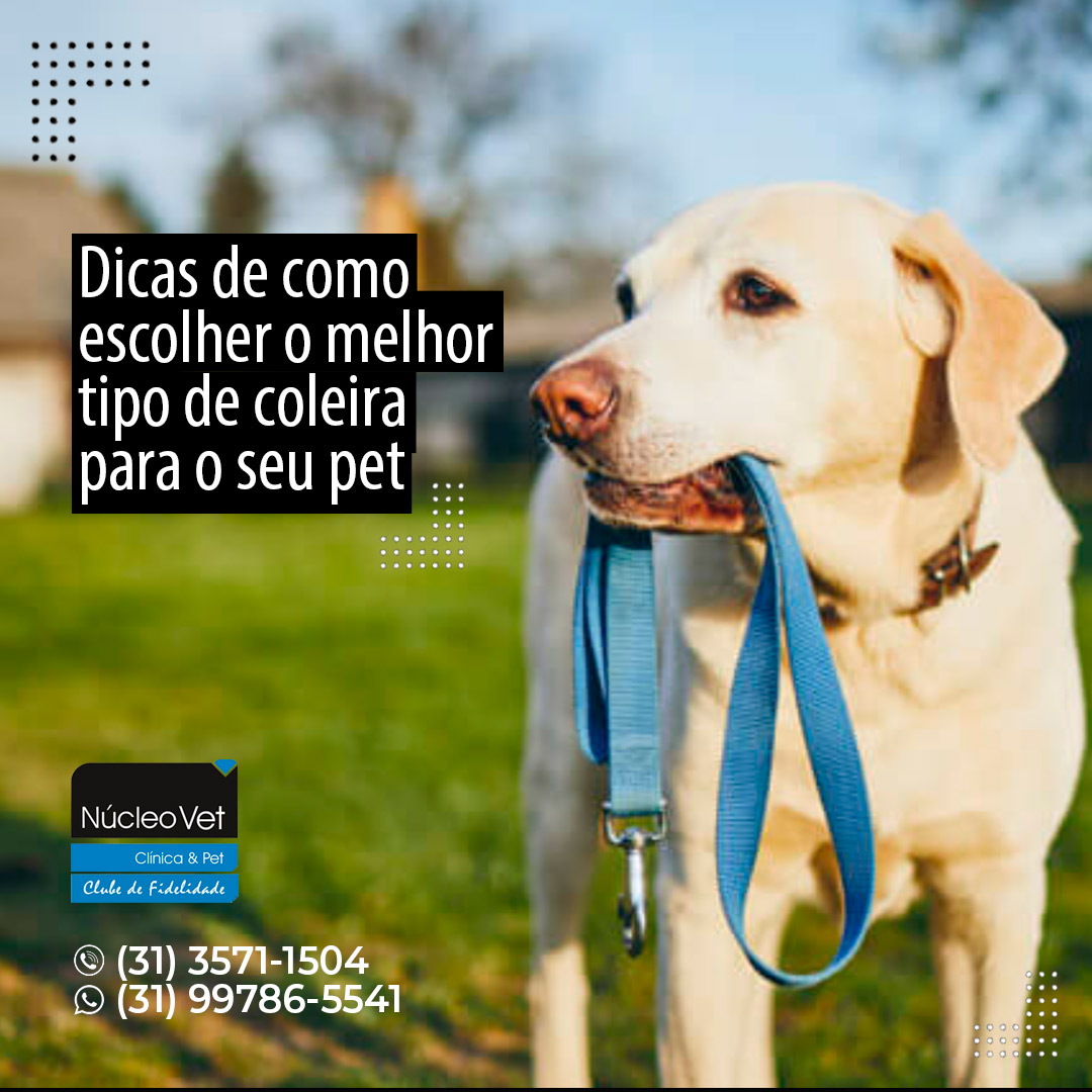 Dicas de como escolher tipo de coleira para o seu Pet