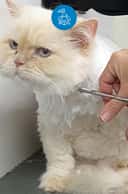 Thumbnail para BANHO E TOSA