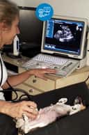 Thumbnail para ULTRASSOM