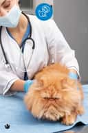 Thumbnail para Cirurgias