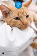 Thumbnail para Internação