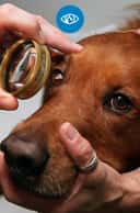 Thumbnail para Oftamologia