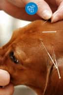 Thumbnail para Acupuntura