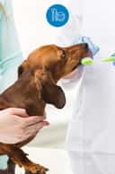 Thumbnail para Odontologia