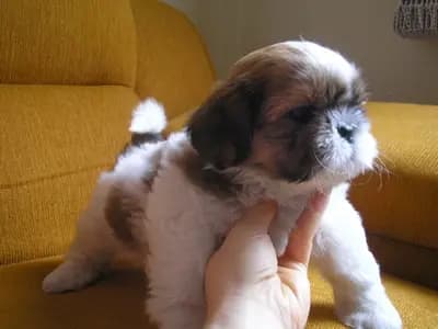 9 coisas que os cães devem ter contato e aprender a conviver