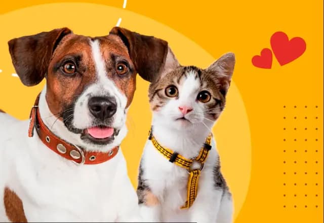 Castração: quando e por que considerar essa opção?