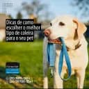 Abordagem Integrativa na Leishmaniose Visceral Canina Refratária