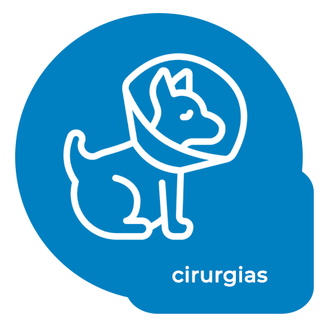 cirurgias pet